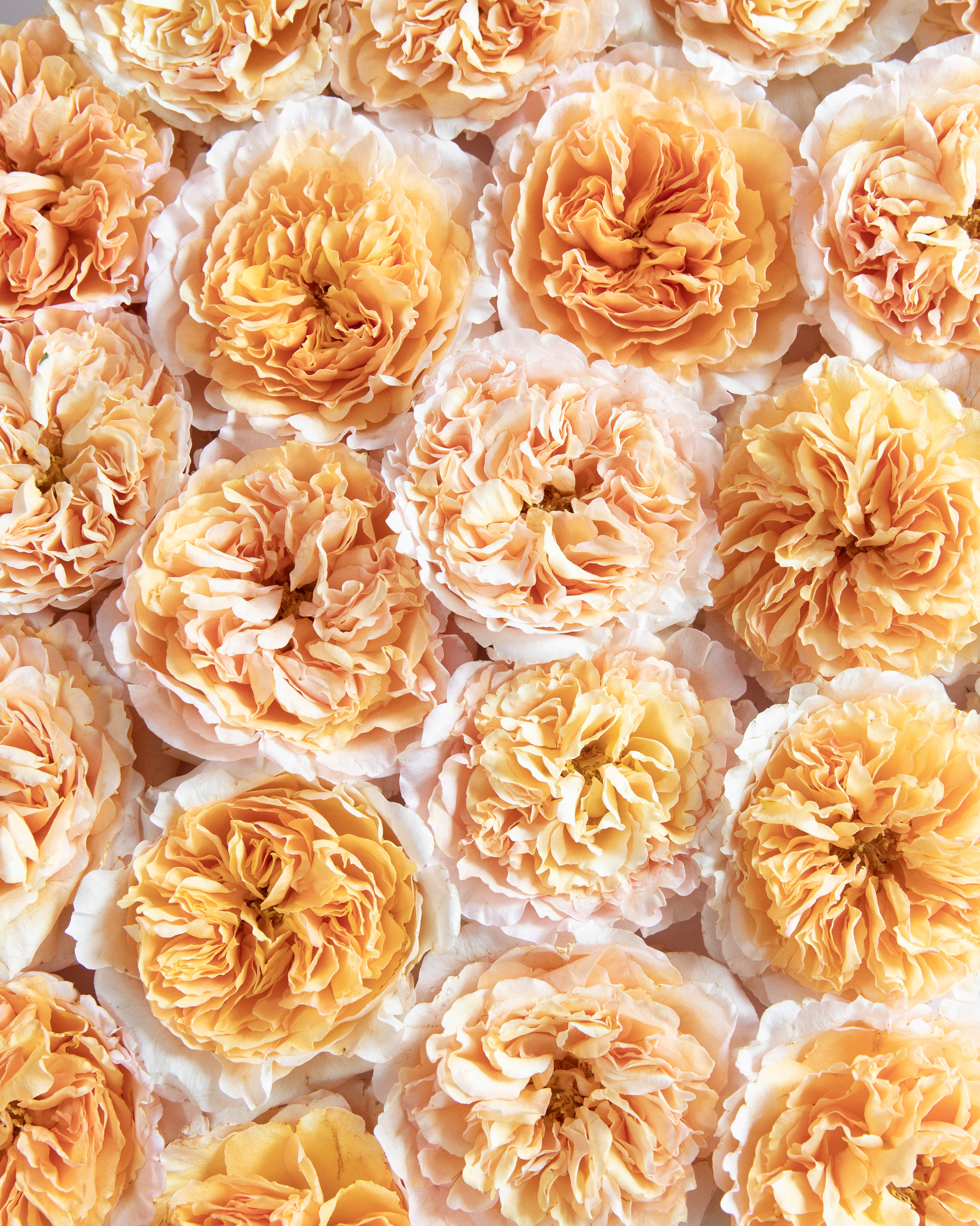 Yellow Rose Bushes Grace Rose Farm (Rose Bushes)