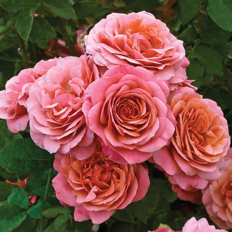 Gracie's Top 15 Classic Garden Roses Tagged "zone 4" Grace Rose