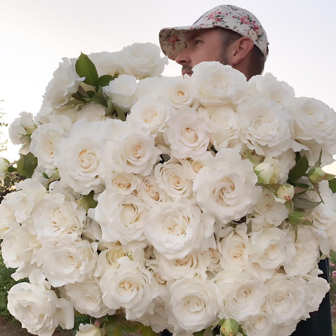 Pope John Paul II Rose Bush Grace Rose Farm Grace Rose Farm (Rose