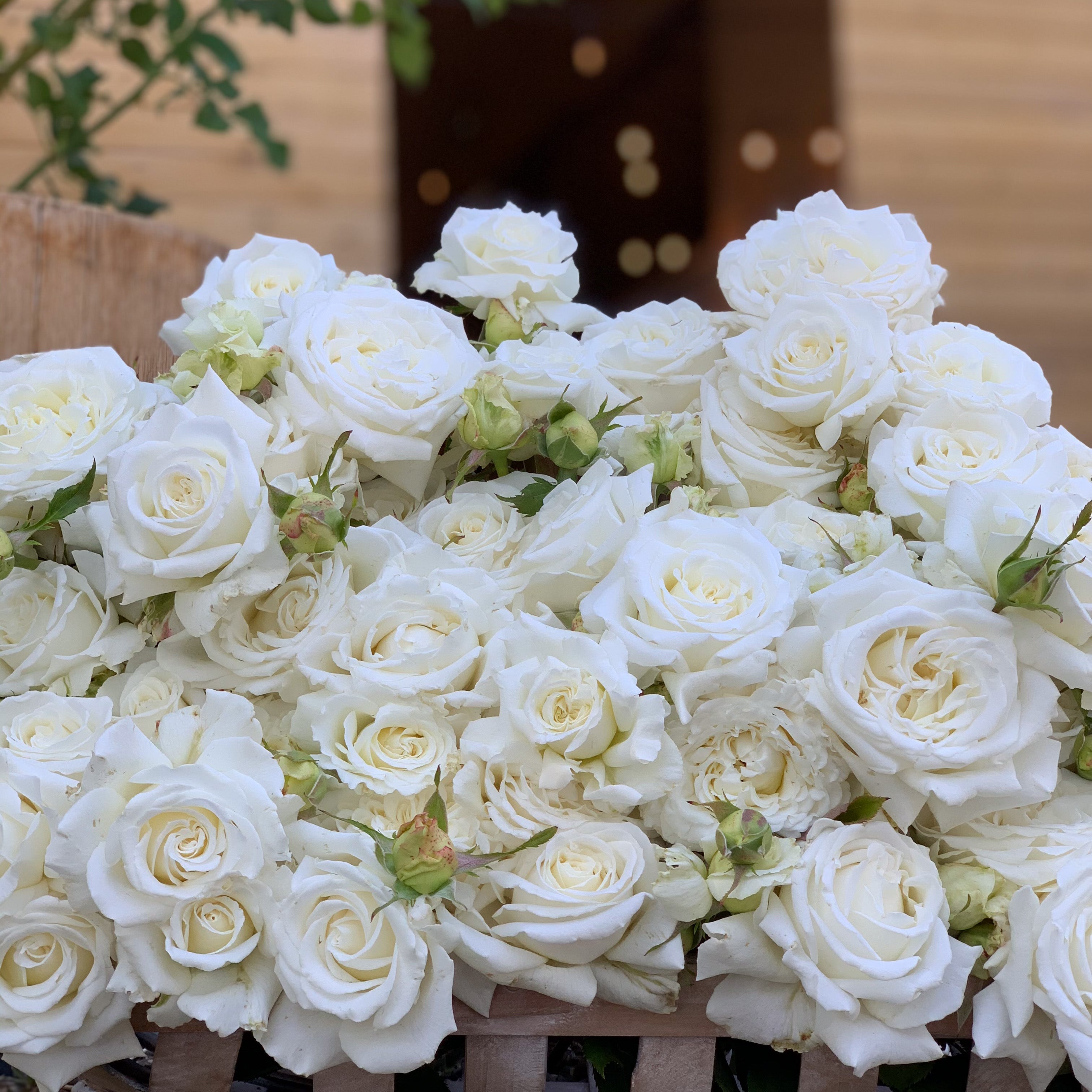 Pope John Paul II Rose Bush Grace Rose Farm Grace Rose Farm (Rose