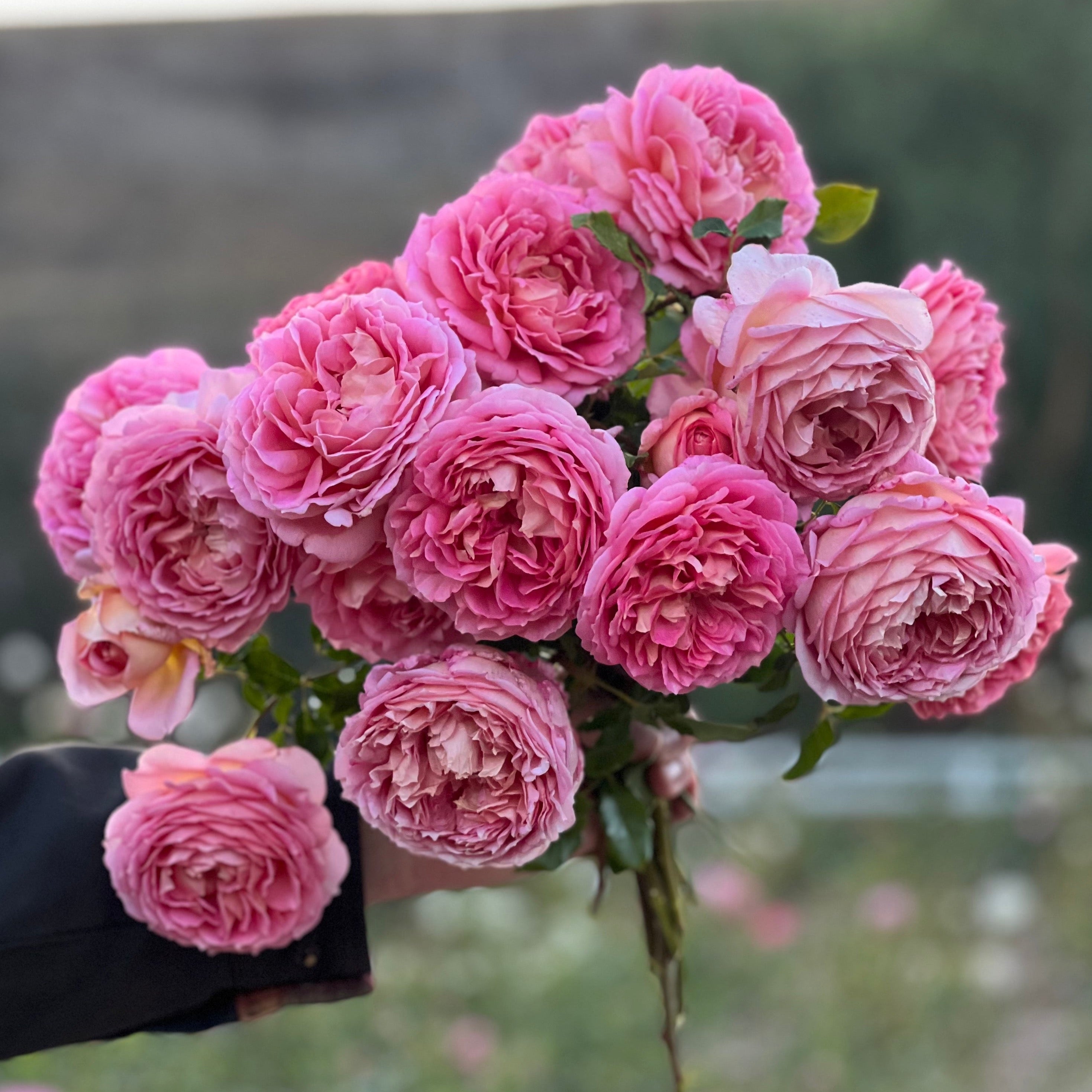 Jubilee Celebration® Grace Rose Farm Rose Bushes 