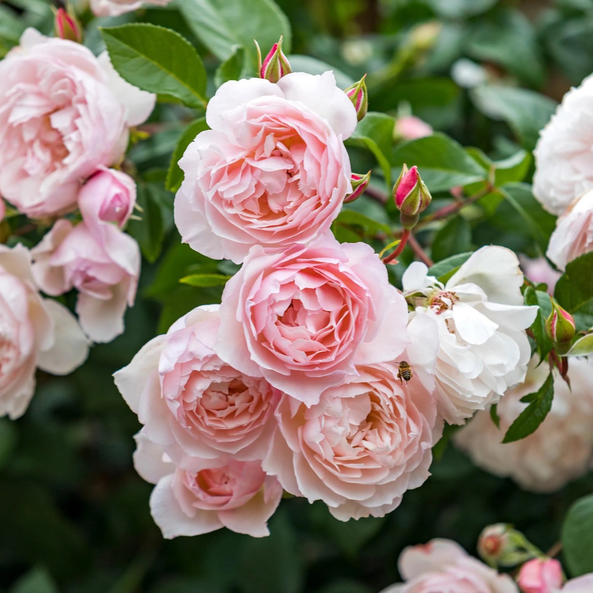 The flower language of roses – Country Gardener