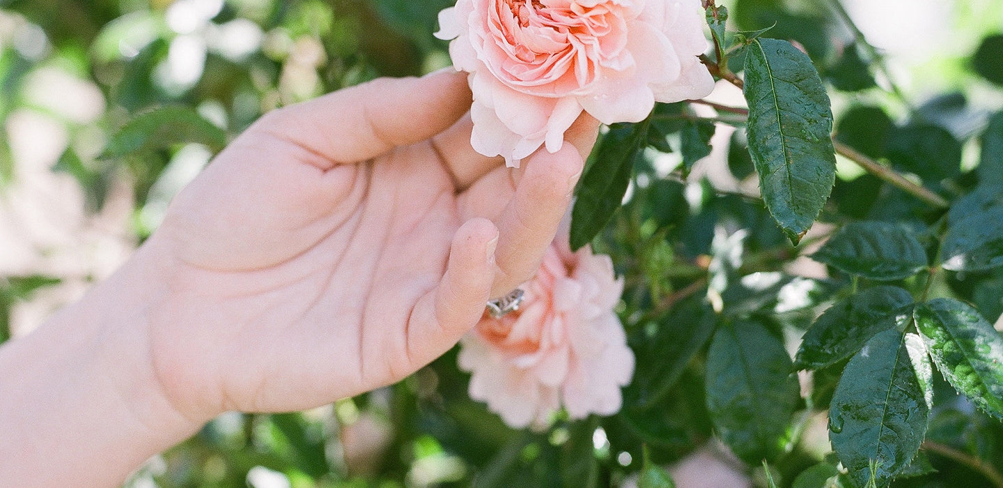 Sring Roses Spring Rose Care Guide – Grace Rose Farm (Rose Bushes)