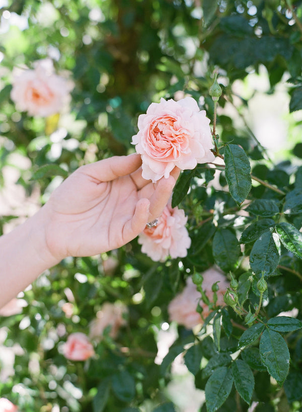 Grace Rose Farm (Rose Bushes)