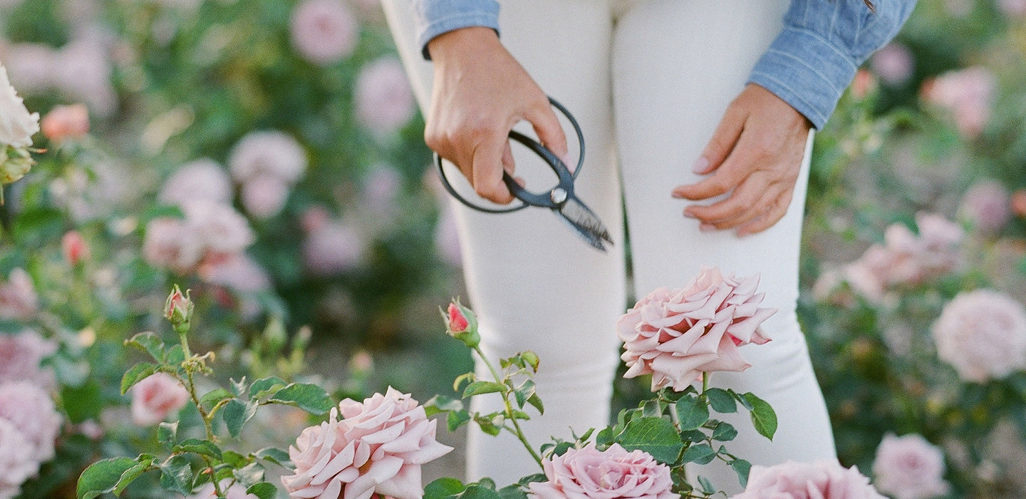 Roses In Winter Winter Rose Care Guide – Grace Rose Farm (Rose Bushes)