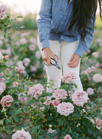 Drying Your Rose Petals – Grace Rose Farm