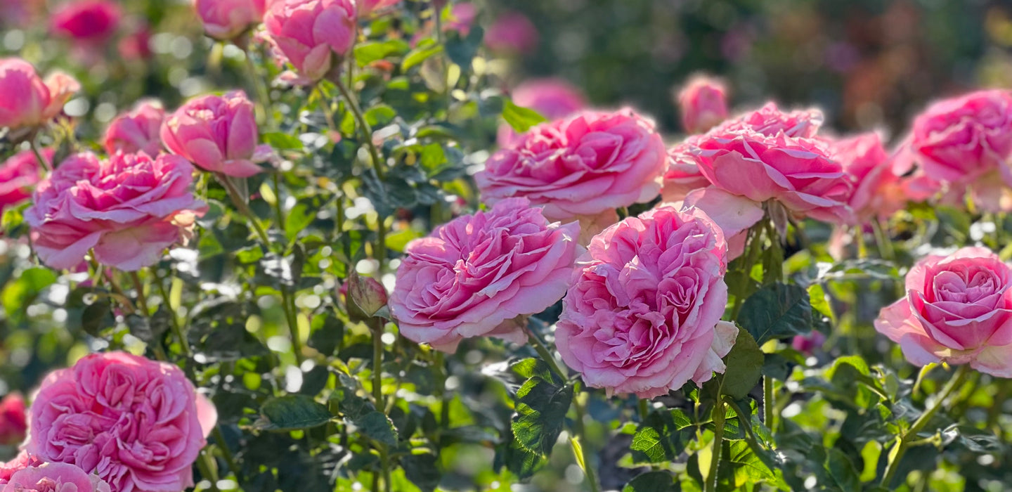 all dressed up rose Otto & Sons Nursery | is one of our favorite Grandiflora roses in the garden. It produces a massive number of strong stemmed multiple blooms smelling flowers All Dressed Up: Old-fashioned whimsy