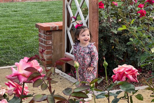 Going Home: Our visit to the Huntington Rose Garden