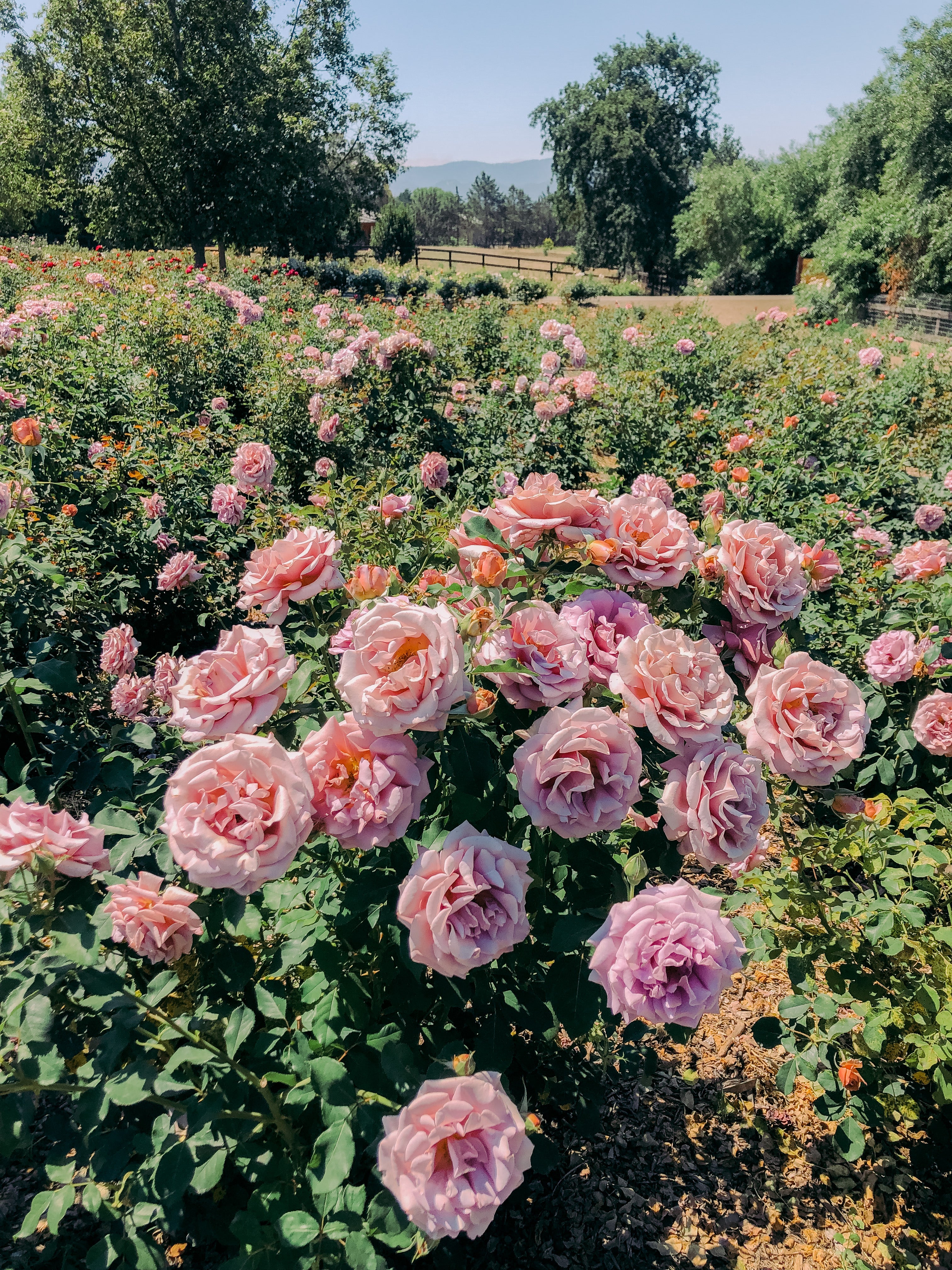 Farmhouse Roses Planting: How we get our roses off to a great start (with our secret i ...