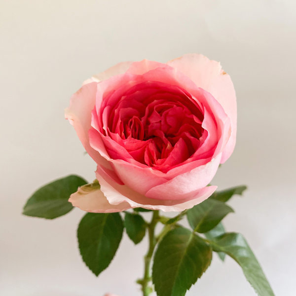 What is a garden rose?