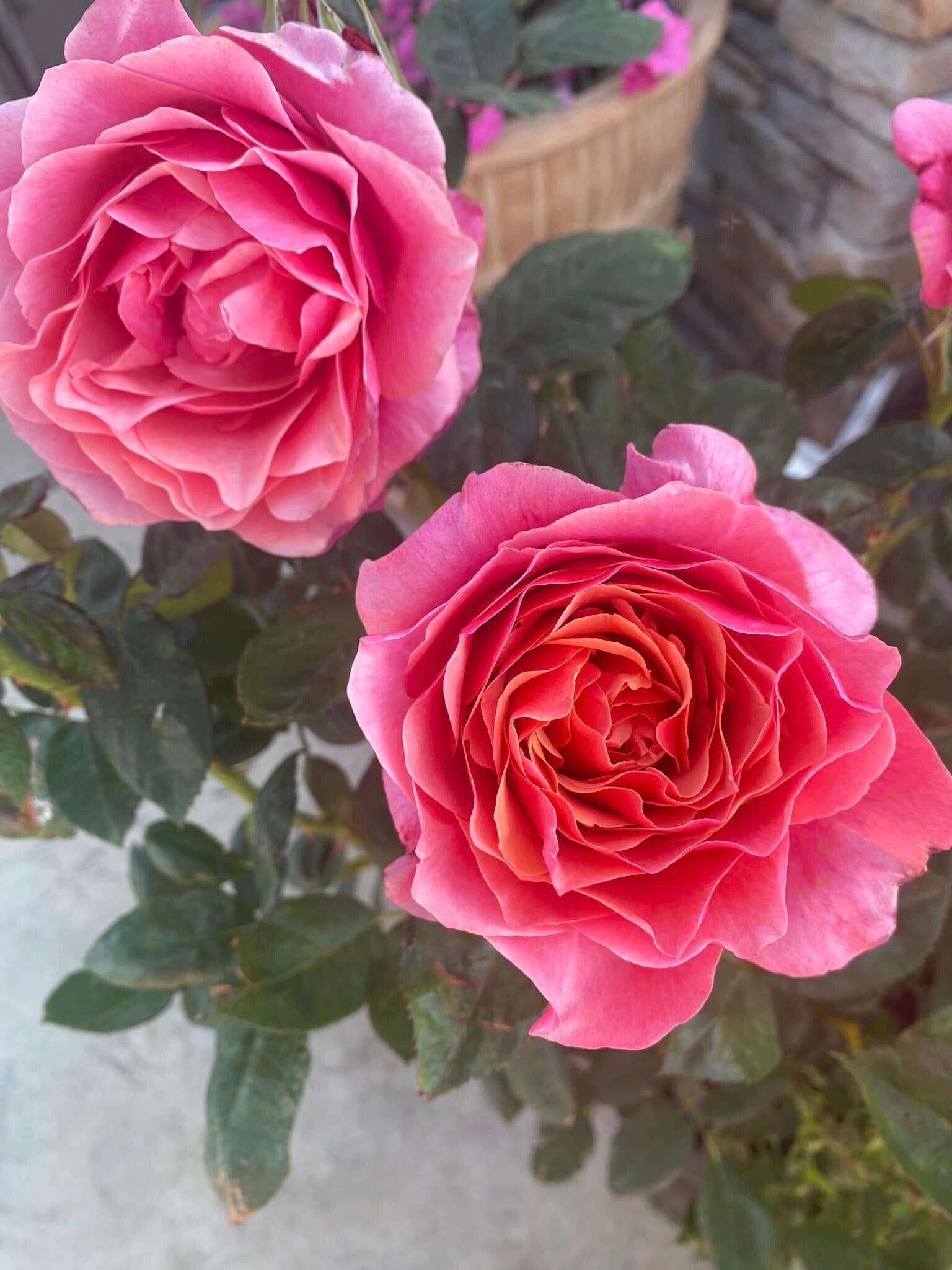 Rose pruning: a little work for a great reward – Grace Rose Farm (Rose ...