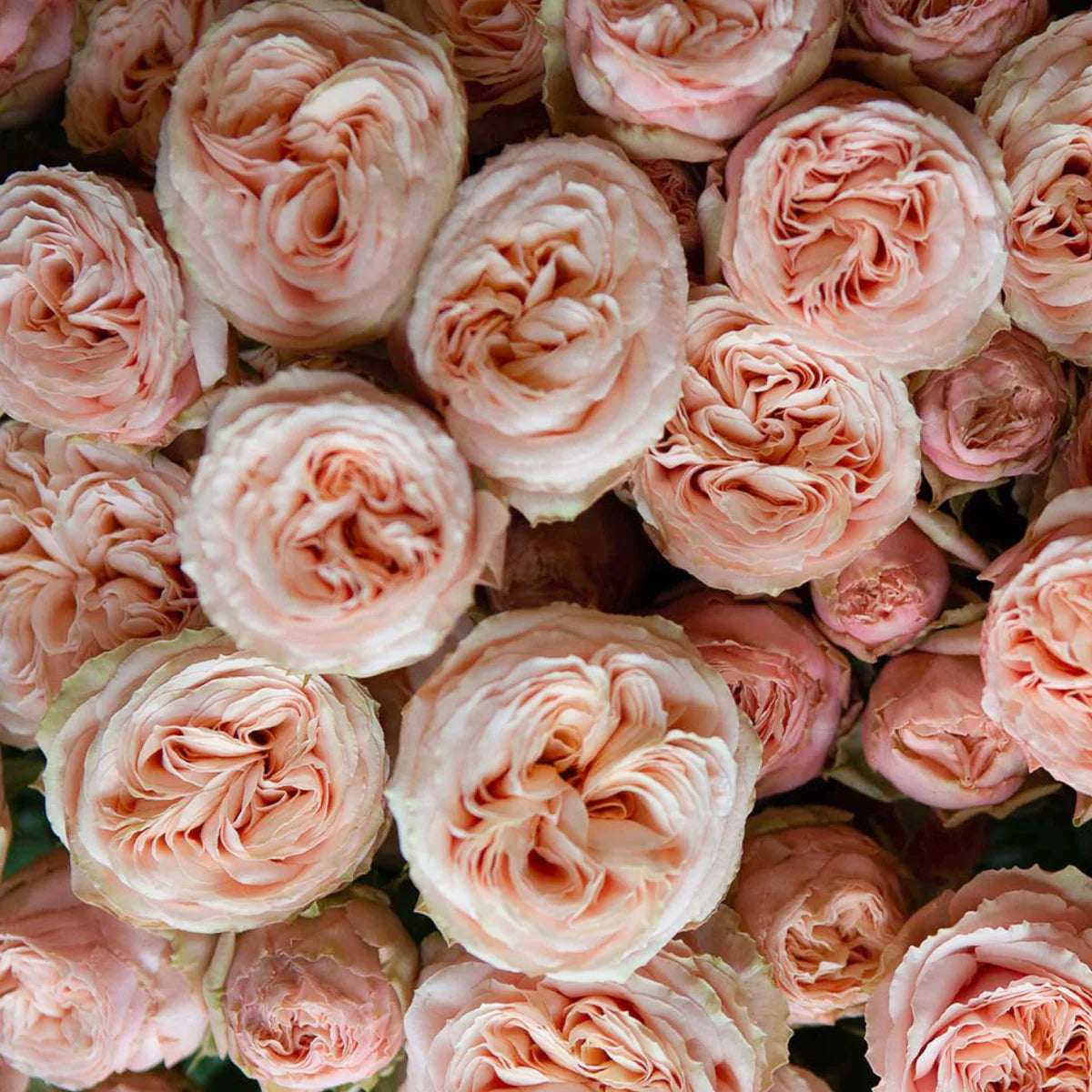 Rose Bush Java Rose Bushes for Zones 9-11 – Grace Rose Farm (Rose Bushes)