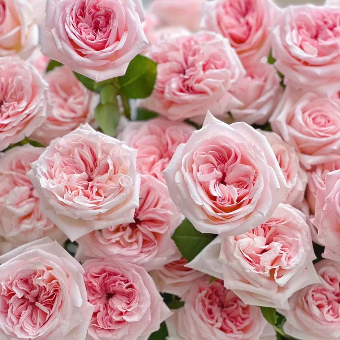 Rose Bush Java Rose Bushes for Zones 5-6 – Grace Rose Farm (Rose Bushes)
