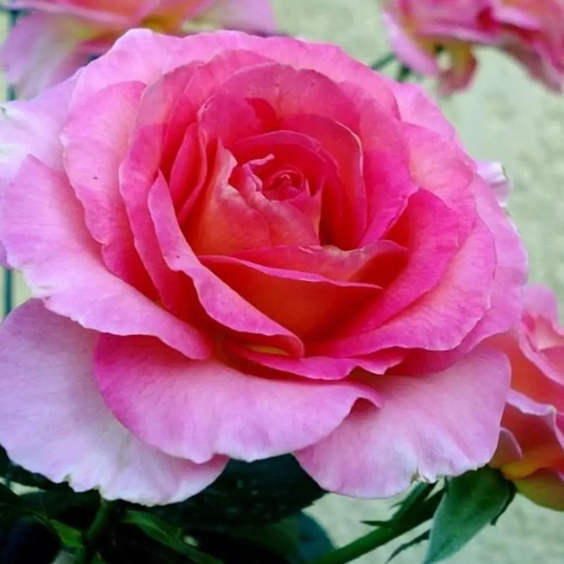 Julie Andrews – Grace Rose Farm (Rose Bushes)