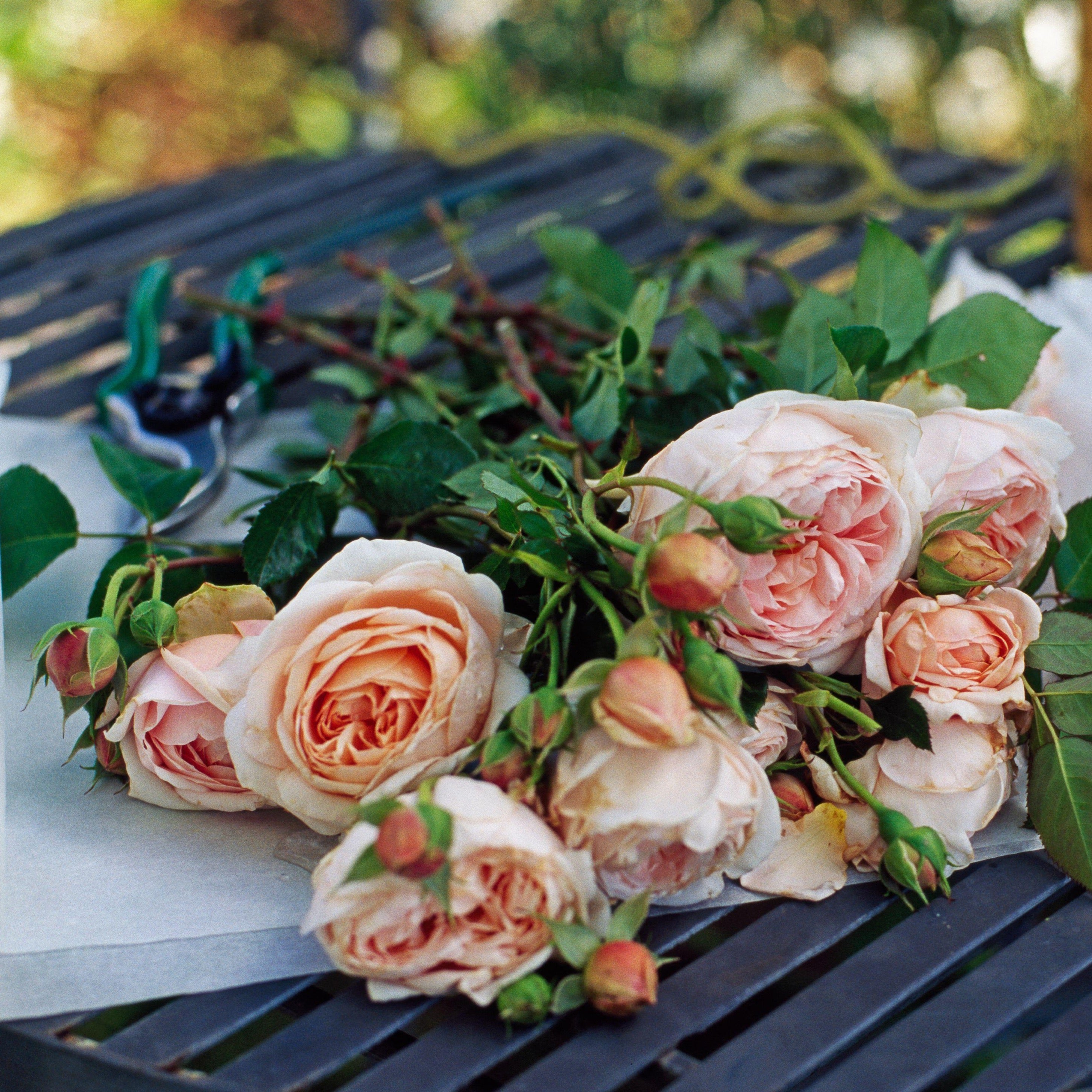 Ambridge Rose Grace Rose Farm (Rose Bushes)