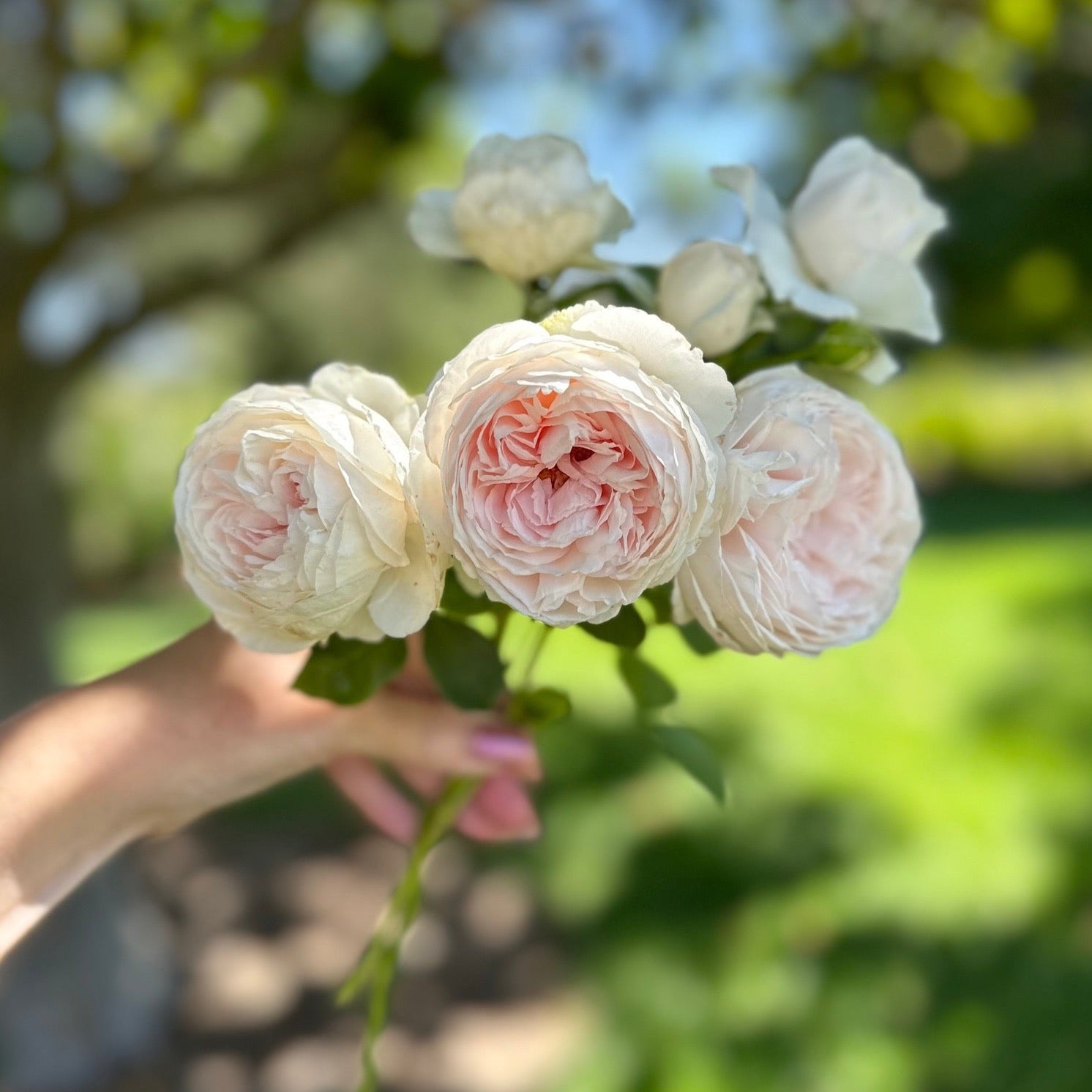 Parfuma® Earth Angel™ Grace Rose Farm (Rose Bushes)