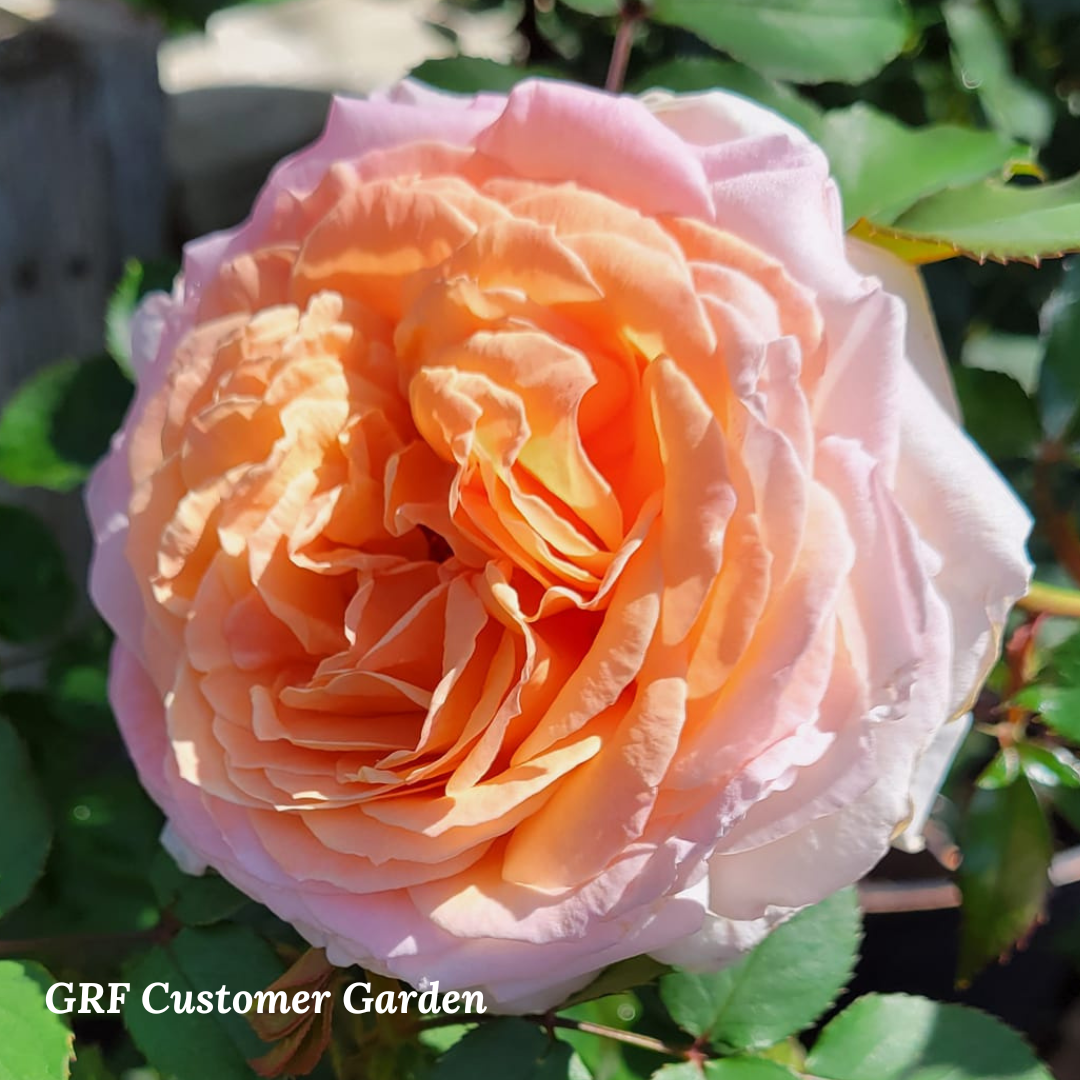 Sespe Sunrise Grace Rose Farm (Rose Bushes)