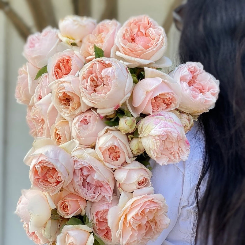 Grace Rose Farm (Rose Bushes)