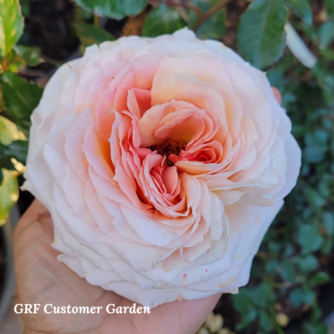 Sespe Sunrise Grace Rose Farm (Rose Bushes)