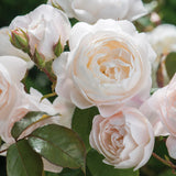 Desdemona™ 36” Tree Rose