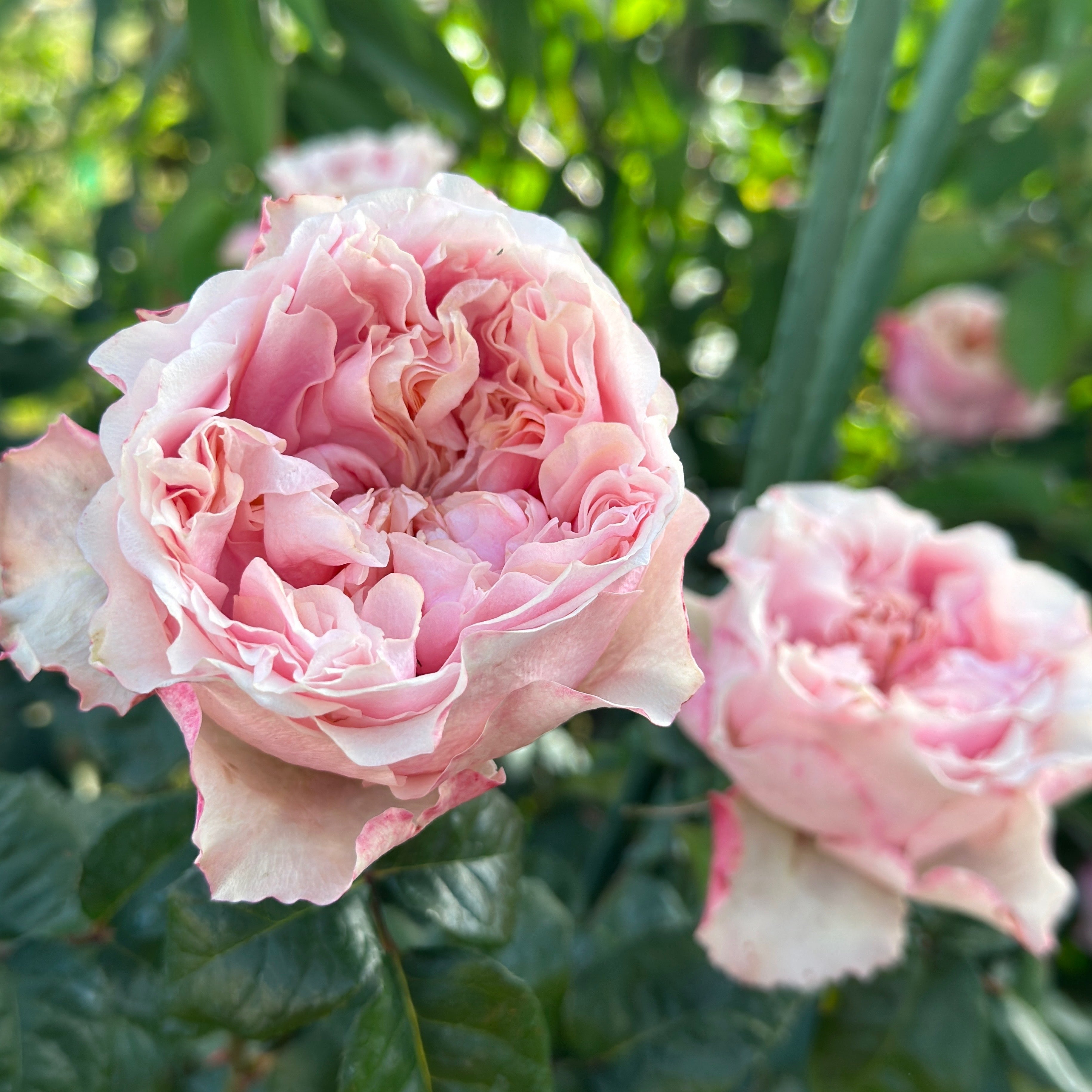 Notting Hill® Rose Bush Grace Rose Farm Grace Rose Farm (Rose Bushes)