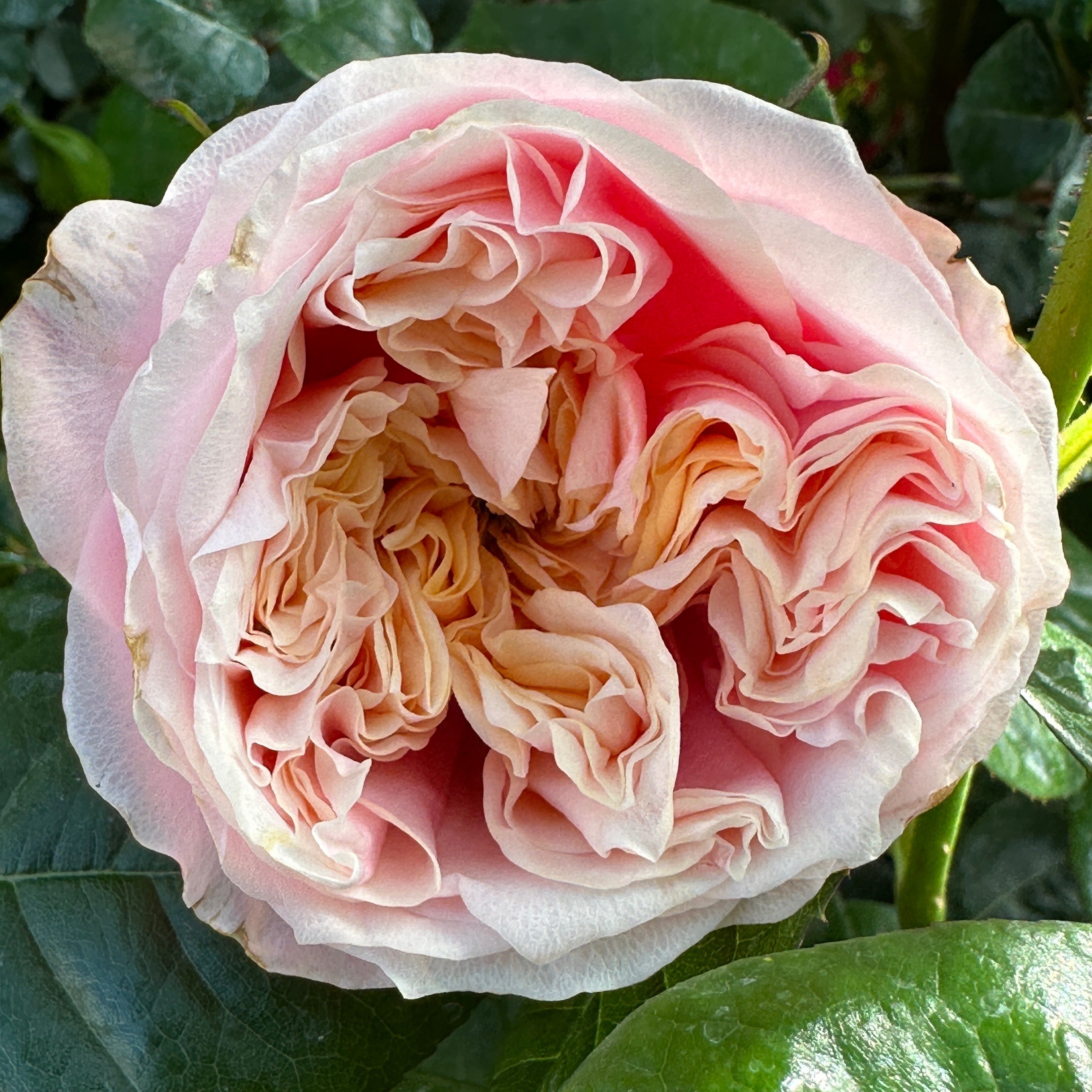 Notting Hill® Rose Bush Grace Rose Farm Grace Rose Farm (Rose Bushes)