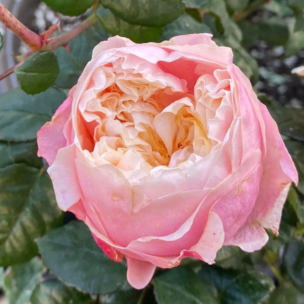 Notting Hill® Rose Bush Grace Rose Farm Grace Rose Farm (Rose Bushes)