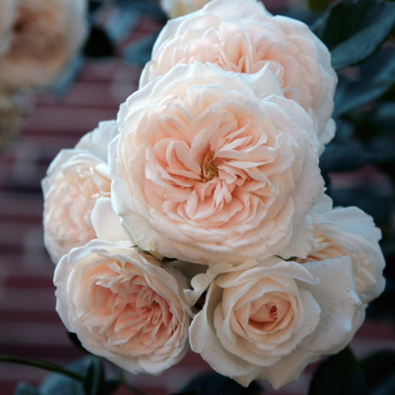 Gracie's Top 15 Classic Garden Roses – Tagged