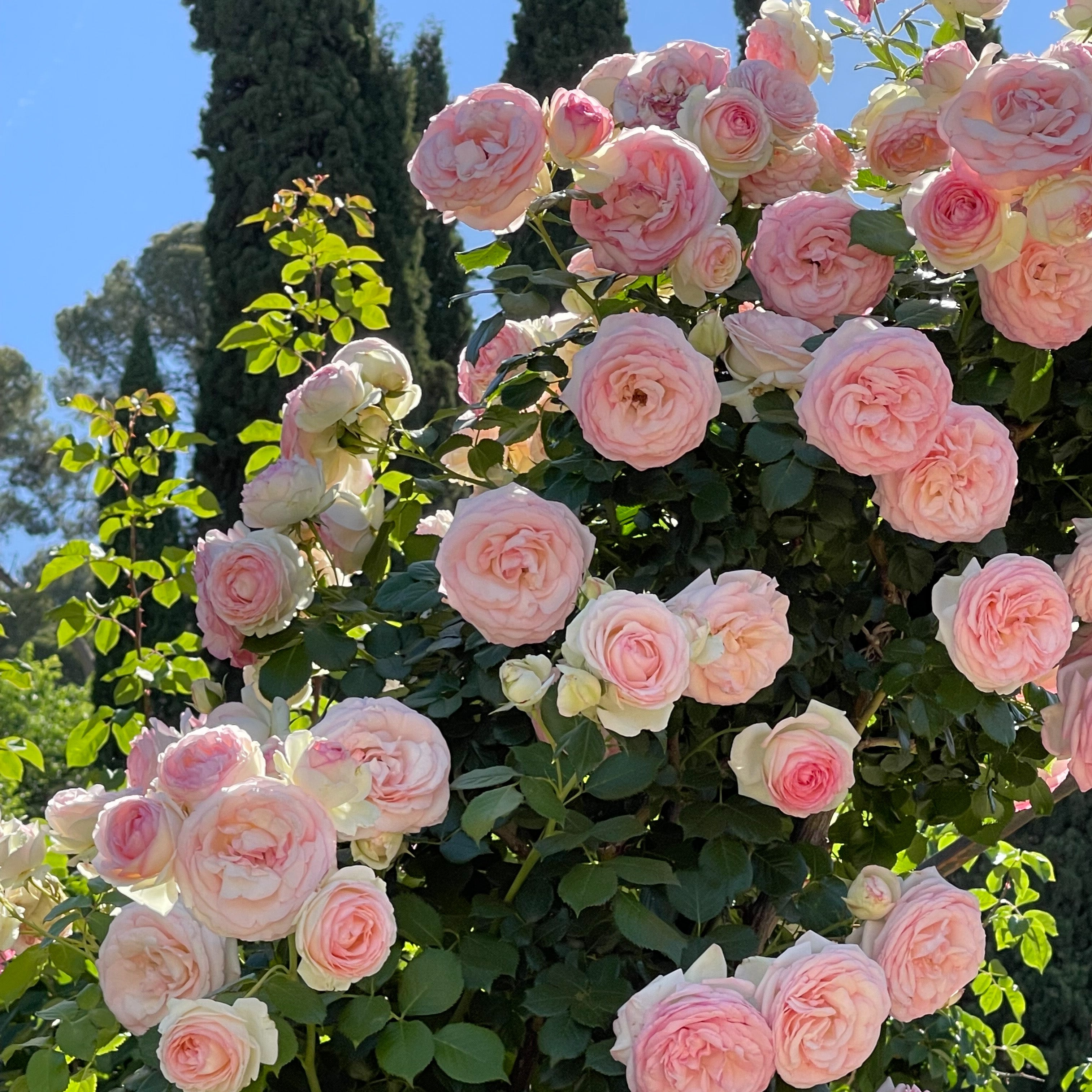 Gracie's Top 15 Classic Garden Roses Tagged "zone 11" Grace Rose