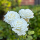 Cream White Rose Plant