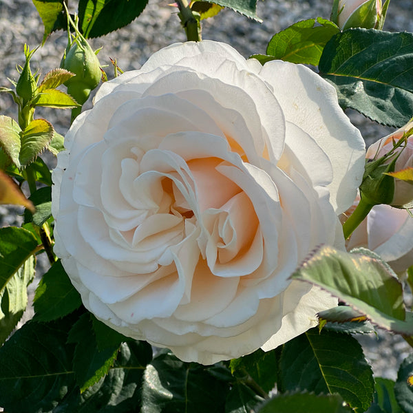 Twilight Zone™ 36 Tree Rose – Grace Rose Farm (Rose Bushes)