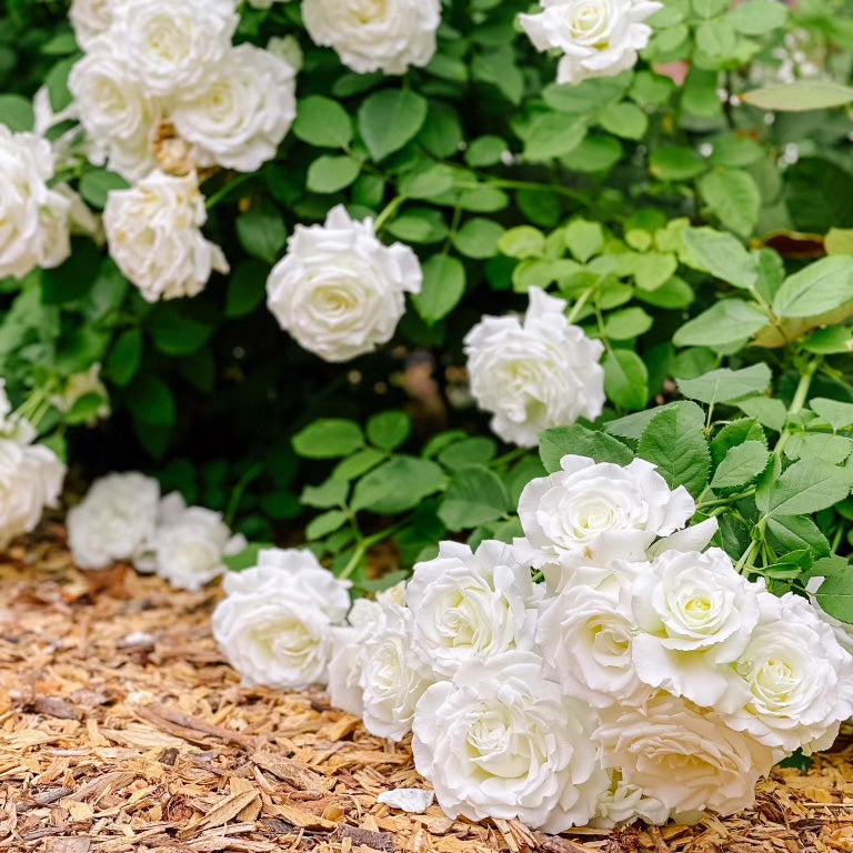 Pope John Paul II Rose Bush Grace Rose Farm Grace Rose Farm (Rose