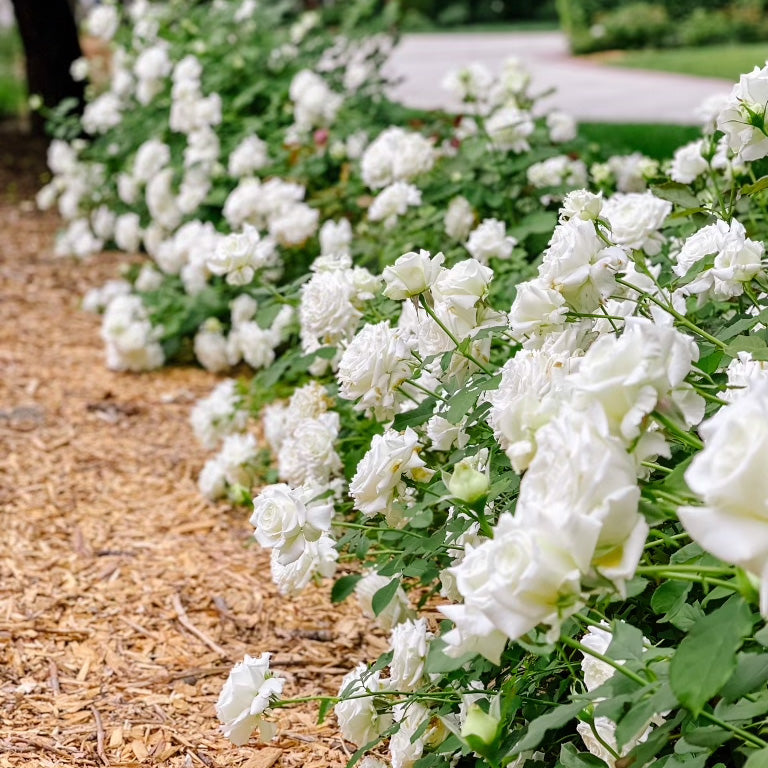 Pope John Paul II Rose Bush Grace Rose Farm Grace Rose Farm (Rose