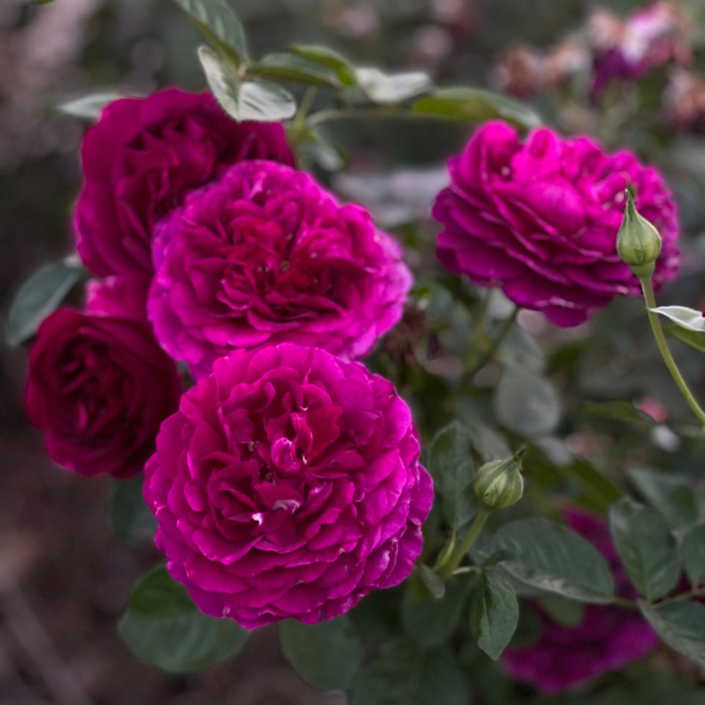 Kaye's Plant Pick of the Week – Twilight Zone Rose - Covingtons