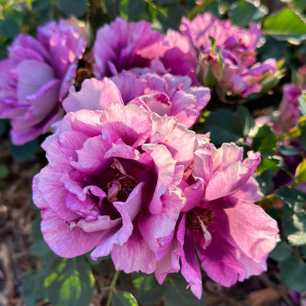 Spring Roses's Spring Rose Care Guide – Grace Rose Farm (Rose Bushes)