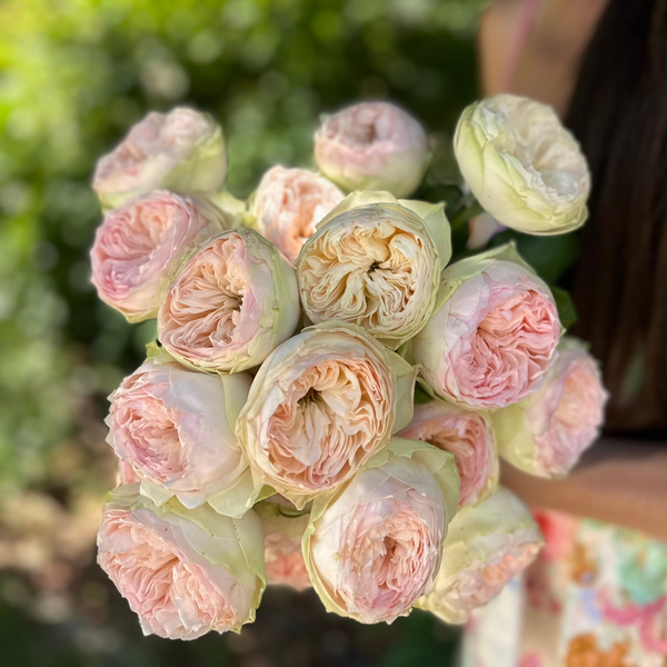 Pink Container On Roses Roses for Containers/Pots – Grace Rose Farm (Rose Bushes)