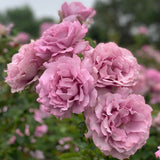 Love Song™ 24” Tree Rose