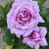 Love Song™ 24” Tree Rose