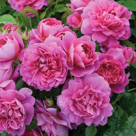 Princess Anne™ 36” Tree Rose