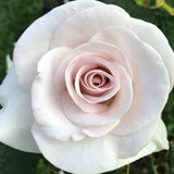 World War II Memorial Rose™