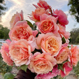 State of Grace™ 36” Tree Rose
