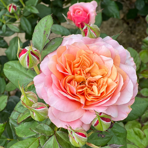 State of Grace™ 36” Tree Rose