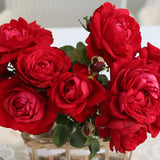 Tiamo™ Rose Bush