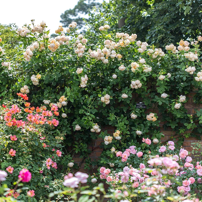 Wollerton Old Hall® - Climber