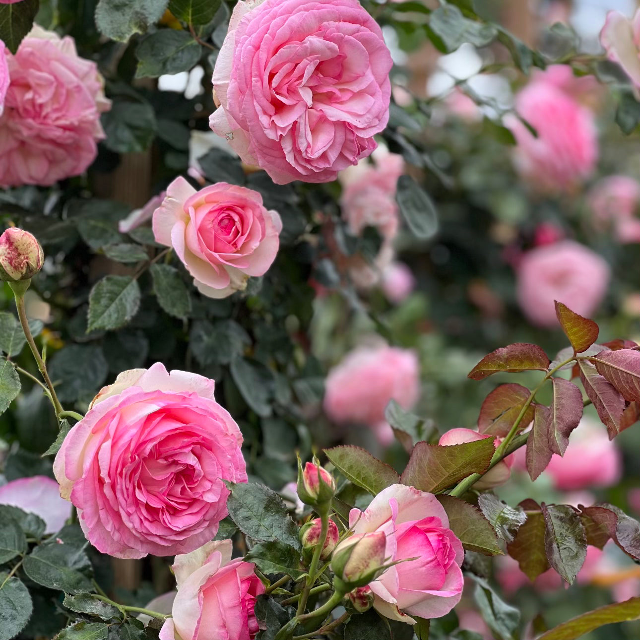 Eden Climber® (Pierre de Ronsard) – Grace Rose Farm (Rose Bushes)