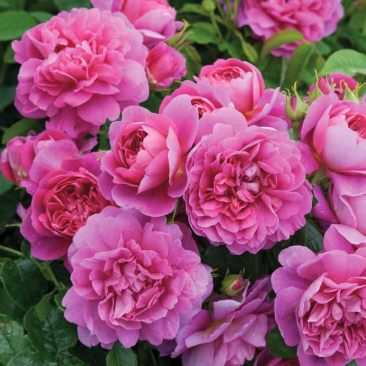 Princess Anne® – Grace Rose Farm (Rose Bushes)