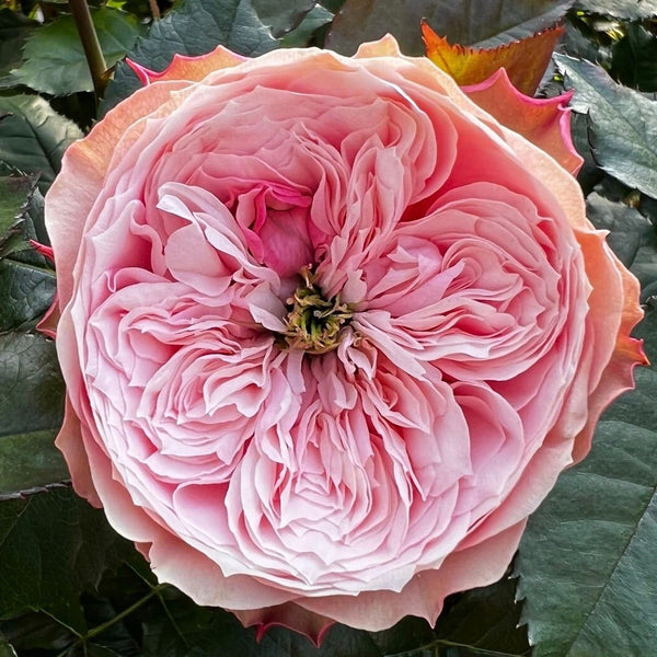 Grace Rose Farm (Rose Bushes)