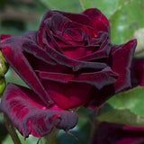 Black Baccara® Tree