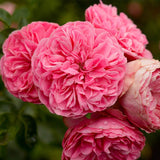floribunda rose