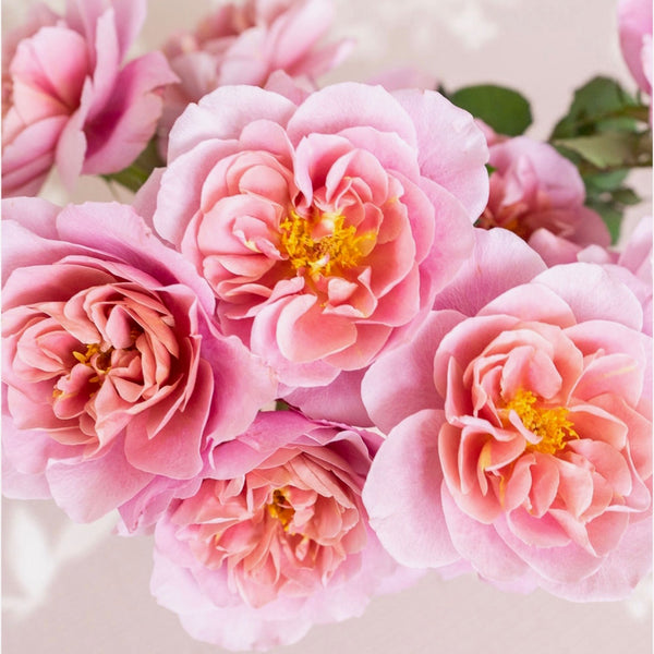 Cathedral Bells™ – Grace Rose Farm (Rose Bushes)